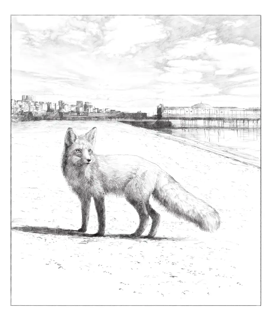 Series of pencil drawn illustrations for Soul Shaping Tails by Christy Nichols travel memoir